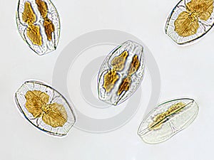 Amphora sp. algae under microscopic view, Diatoms, phytoplankton, fossils, silica, golden yellow algae