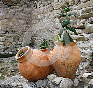 Amphoras