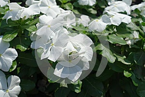 Ample amount of white flowers of Catharanthus roseus