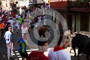 AMPUERO, SPAIN - SEPTEMBER 10: Bulls and people are running in street during festival in Ampuero, celebrated on September 10, 2016