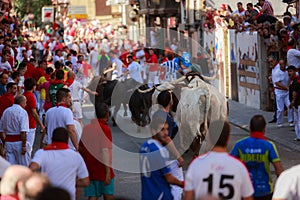 AMPUERO, SPAIN - SEPTEMBER 10: Bulls and people are running in street during festival in Ampuero, celebrated on September 10, 2016