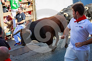 AMPUERO, SPAIN - SEPTEMBER 10: Bulls and people are running in street during festival in Ampuero, celebrated on September 10, 2016