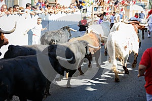 AMPUERO, SPAIN - SEPTEMBER 10: Bulls and people are running in street during festival in Ampuero, celebrated on September 10, 2016