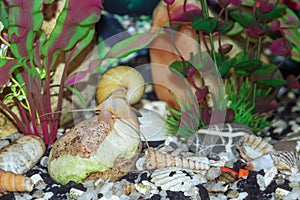 Ampularia snail on a stone in an ecotic aquarium.
