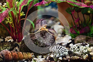 Ampullaria snail on a stone in an aquarium.