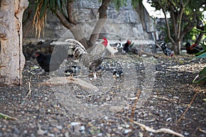 Amrock chicken with family on the farm