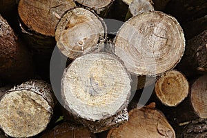 Amrum (Germany) - Pile of tree boles