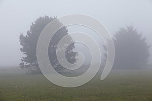 Amrum (Germany) - Two trees at fog