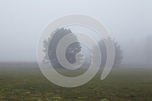 Amrum (Germany) - Two trees at fog