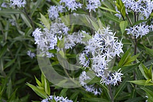 Amsonia - called as bluestar