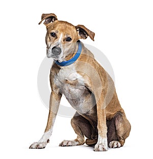 AmStaff or American Staffordshire Terrier dog with a collar sitting and looking at the camera, Isolated on white