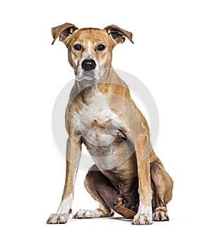 AmStaff or American Staffordshire Terrier dog sitting and looking at the camera, Isolated on white, Isolated on white,