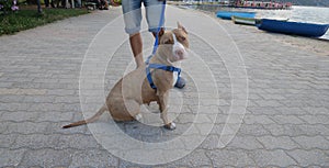 Amstaff dog with owner posing on the street in Pogradec, Albania