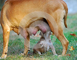 Amstaff mother dog breast feeding his puppy