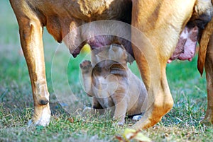 Amstaff mother dog breast feeding his puppy