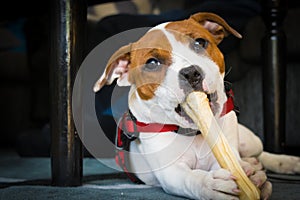 Amstaff puppy looking satisfied