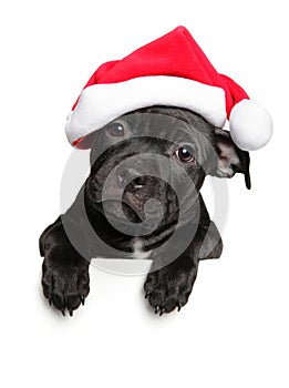 Amstaff puppy in Santa red hat above banner