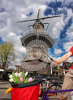 Amsterdam with basket of colorful tulips against old windmill in Holland