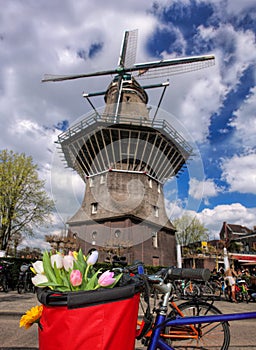 Amsterdam with basket of colorful tulips against old windmill in Holland