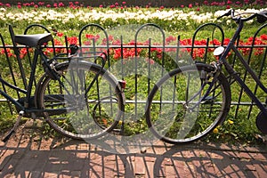Amsterdam bicycles and tulips