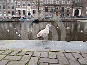 Amsterdam bird