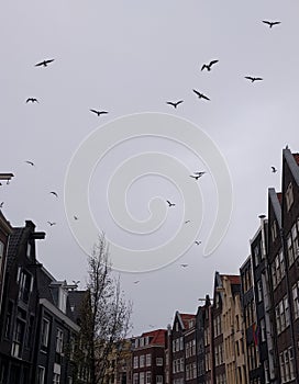 Amsterdam houses and birds
