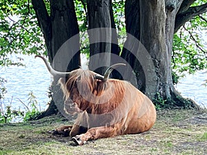 Amsterdam, Netherlands. 30 June 2023. Highland cows lie in the grass ruminating.
