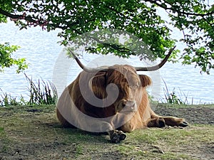 Amsterdam, Netherlands. 30 June 2023. Highland cows lie in the grass ruminating.