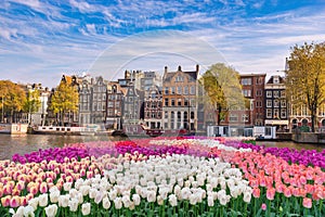 Amsterdam Netherlands, city skyline with spring tulip flower