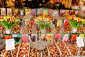 Amsterdam, Netherlands. October 2022. The floating flower market in Amsterdam.