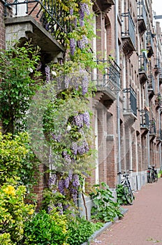 Amsterdam Oost. East side neighbourhoods. View of houses with balconies, bikes and beautiful violet visteria on the facade.