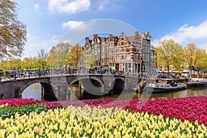 Amsterdam spring tulip flower, Netherlands