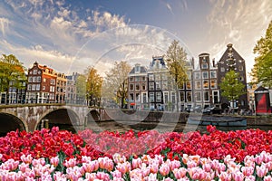 Amsterdam spring tulip flower, Netherlands photo