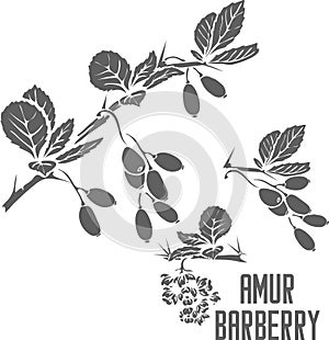 Amur Barberry plant silhouette vector illustration