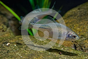 Amur Bitterling - Rhodeus sericeus small fish of the carp family