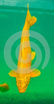 The Amur Carp or Koi Fish