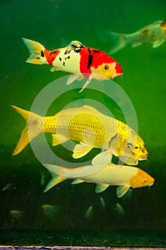 The Amur Carp or Koi Fish