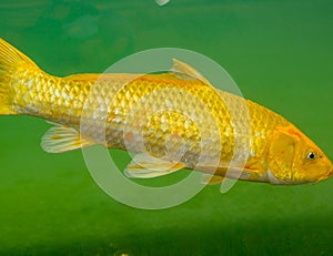 The Amur Carp or Koi Fish