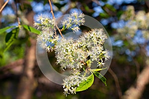 Amur cherry tree flowers