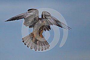 amur falcon bird of prey in flight
