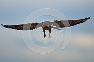 amur falcon bird of prey in flight