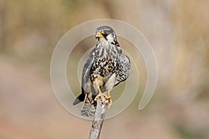 Amur falcon Falco amurensis Birds of Thailand