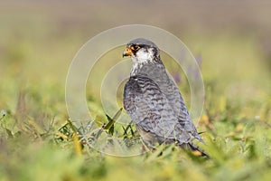Amur falcon, Falco amurensis. It breeds in south-eastern Siberia and Northern China