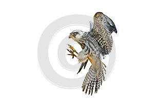 Small hawk on a white background