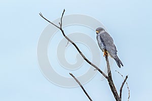 Amur Falcon in Kruger National park, South Africa