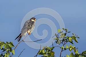 Amur Falcon in Kruger National park, South Africa