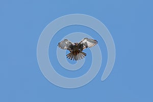 Amur falcon with red food hover in flight to hunt for pray