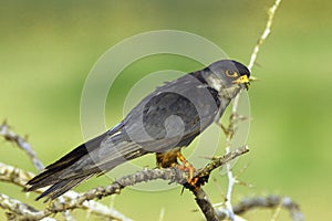 The Amur falcon is a small raptor of the falcon family. It breeds in south-eastern Siberia and Northern China before migrating in