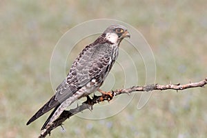 The Amur falcon is a small raptor of the falcon family. It breeds in south-eastern Siberia and Northern China before migrating in