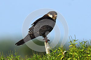 The Amur falcon is a small raptor of the falcon family. It breeds in south-eastern Siberia and Northern China before migrating in